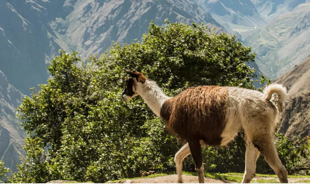 llamas