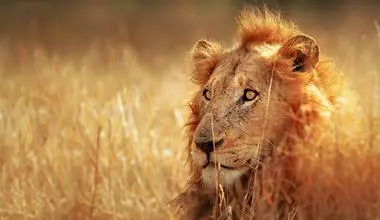 Adult Lion in tall grass