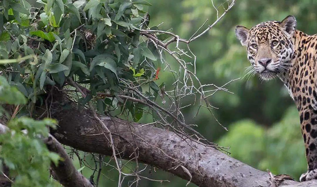 Costa Rica Jaguar